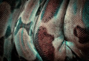 Detailed close-up texture of a snake's patterned skin showcasing natural patterns and scales.