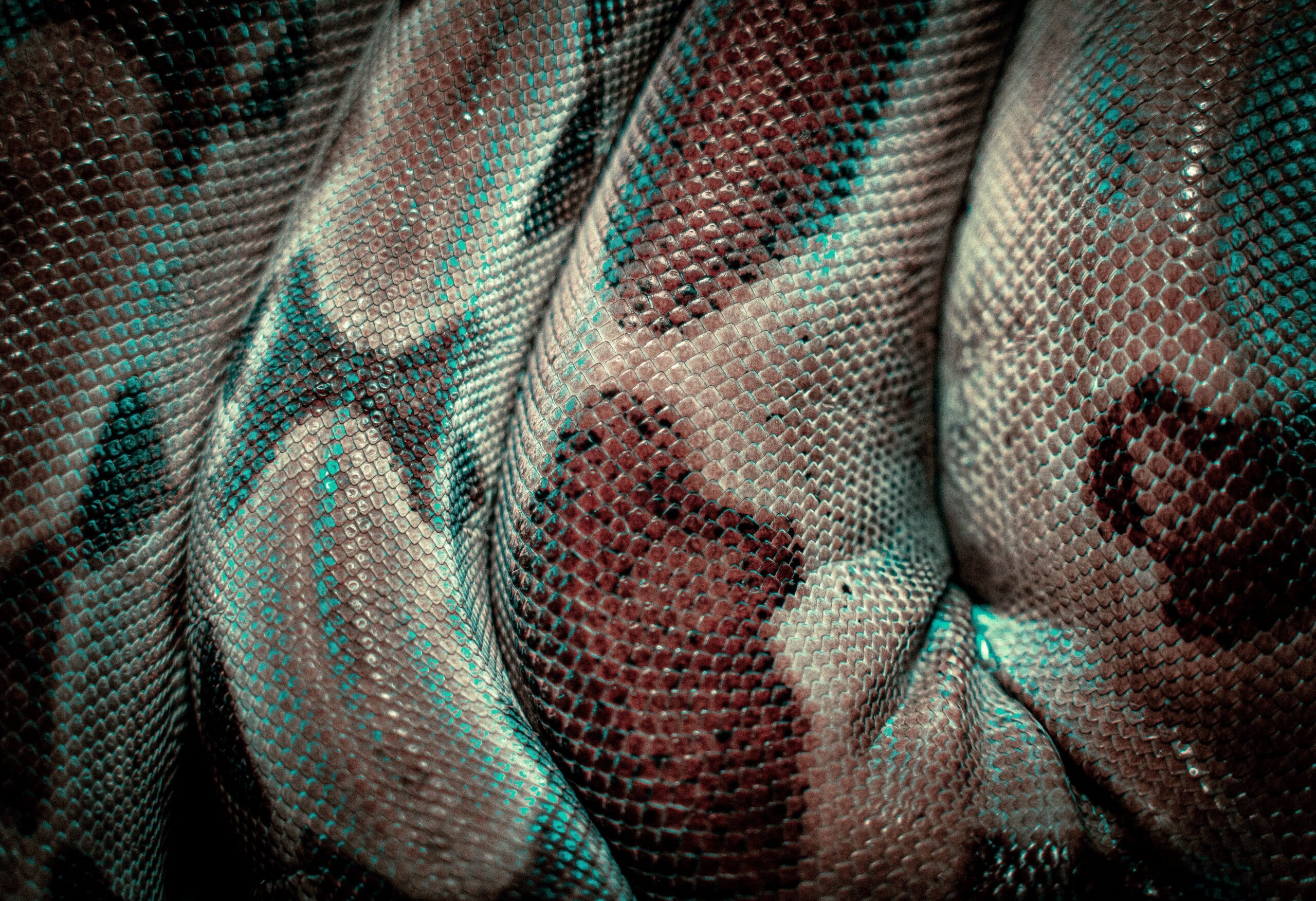 Detailed close-up texture of a snake's patterned skin showcasing natural patterns and scales.