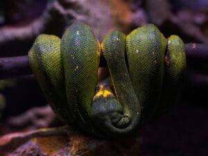 Vibrant green tree python elegantly coiled on branch, showcasing its natural beauty.