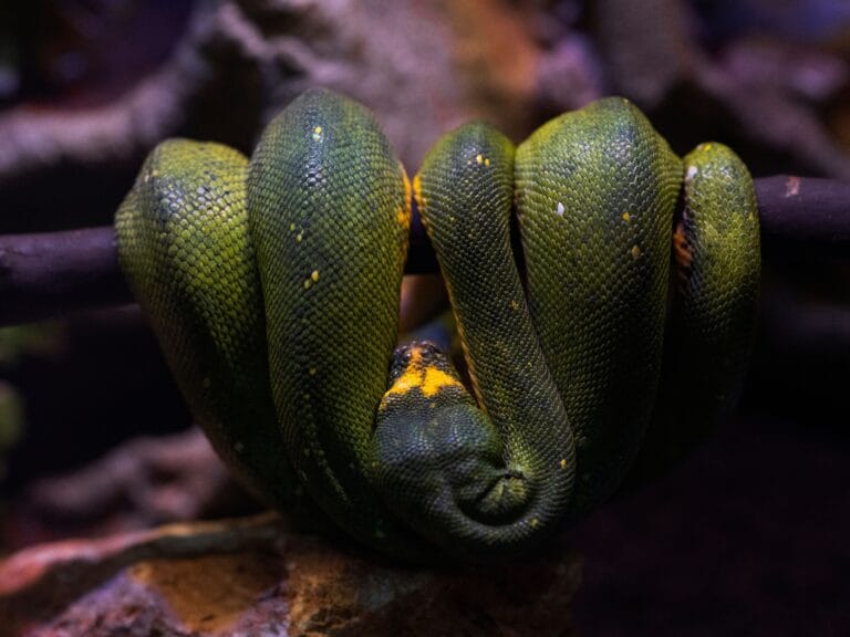 Vibrant green tree python elegantly coiled on branch, showcasing its natural beauty.
