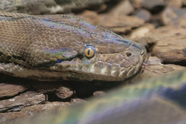 Detailed close-up of a reticulated python showcasing intricate scales and piercing eyes.