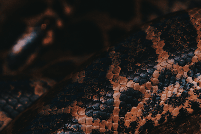 A close-up shot showcasing the intricate scales of a snake, highlighting texture and color.