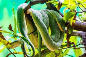 Vibrant green snake coiled on a tree branch amidst lush jungle foliage.