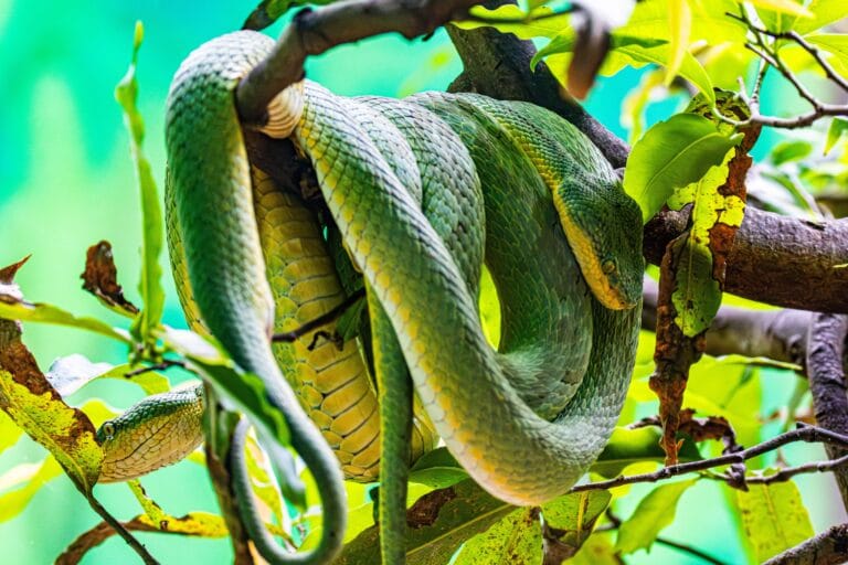 Vibrant green snake coiled on a tree branch amidst lush jungle foliage.