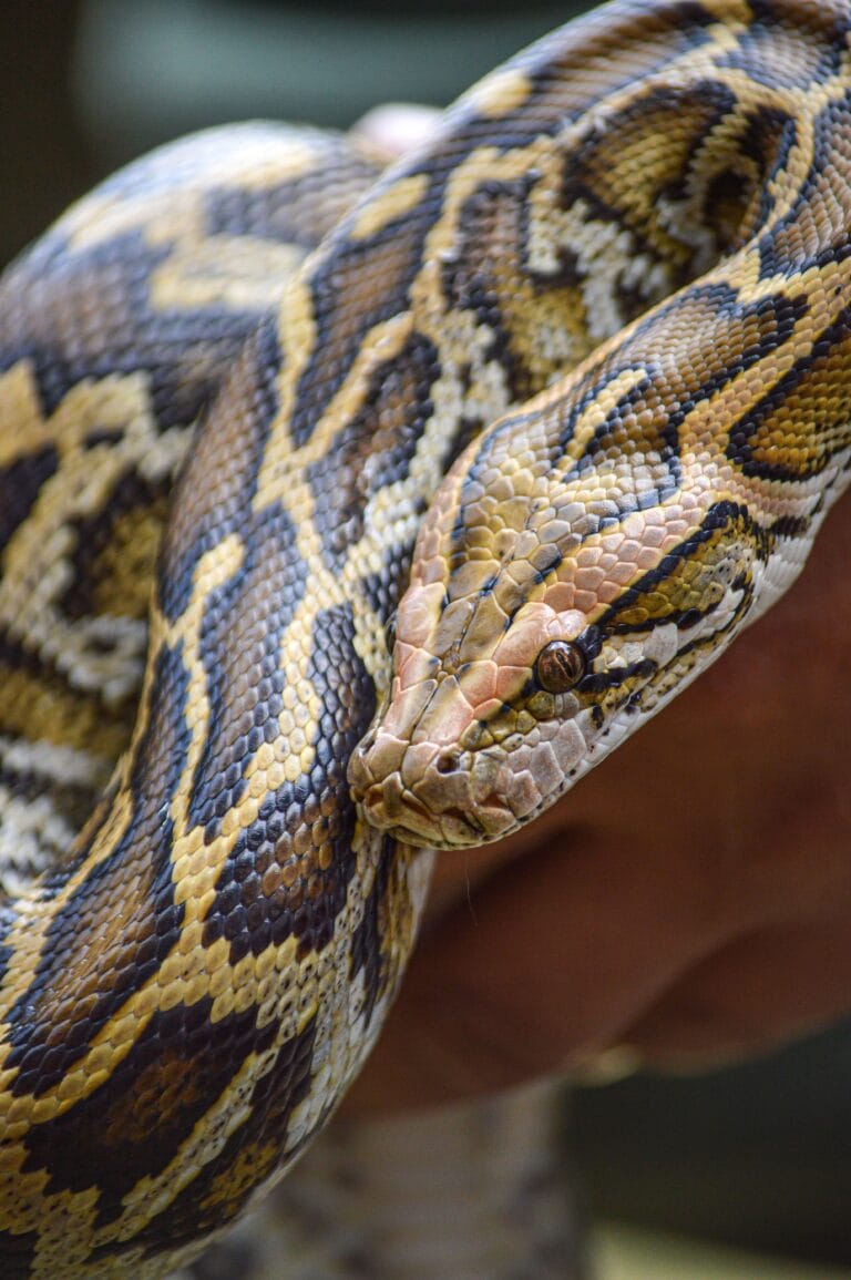 Detailed image of a Burmese Python being held. Captured in Toluca, Mexico.