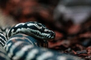 Macro shot capturing detailed patterns of a python in its natural surroundings.
