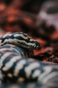 Vivid close-up of a python resting among autumn leaves, showcasing its intricate patterns.