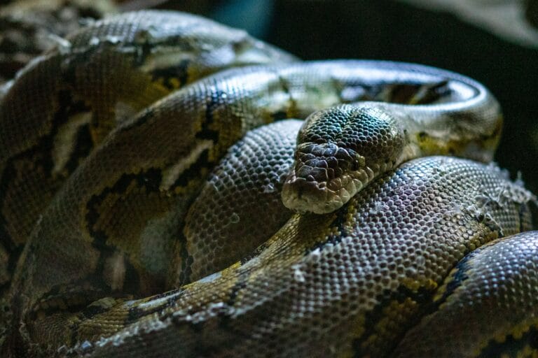 Detailed view of a resting reticulated python showcasing its textured scales and intricate patterns.