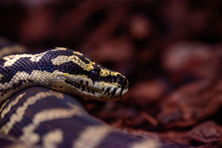 Detailed shot of a Jungle Carpet Python (Morelia spilota cheynei) in its natural habitat.