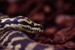 Detailed shot of a Jungle Carpet Python (Morelia spilota cheynei) in its natural habitat.
