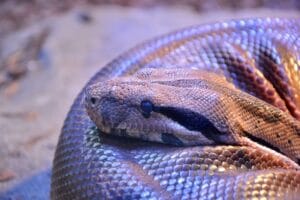 Close-up of a python snake curled up, showcasing its detailed scales.