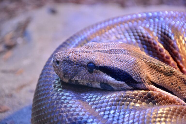 Close-up of a python snake curled up, showcasing its detailed scales.