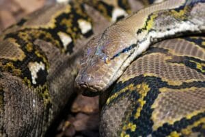 A detailed image of a reticulated python showcasing its patterned scales and intricate skin texture.