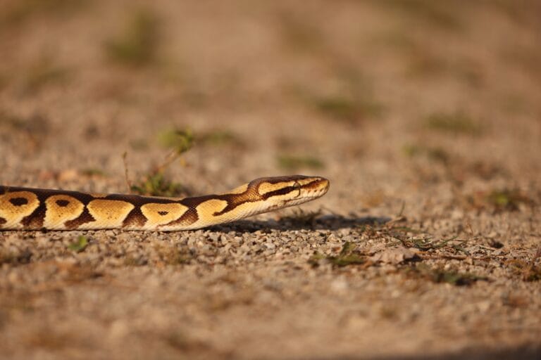Ball python slithering on a sunlit gravel pathway outdoors.