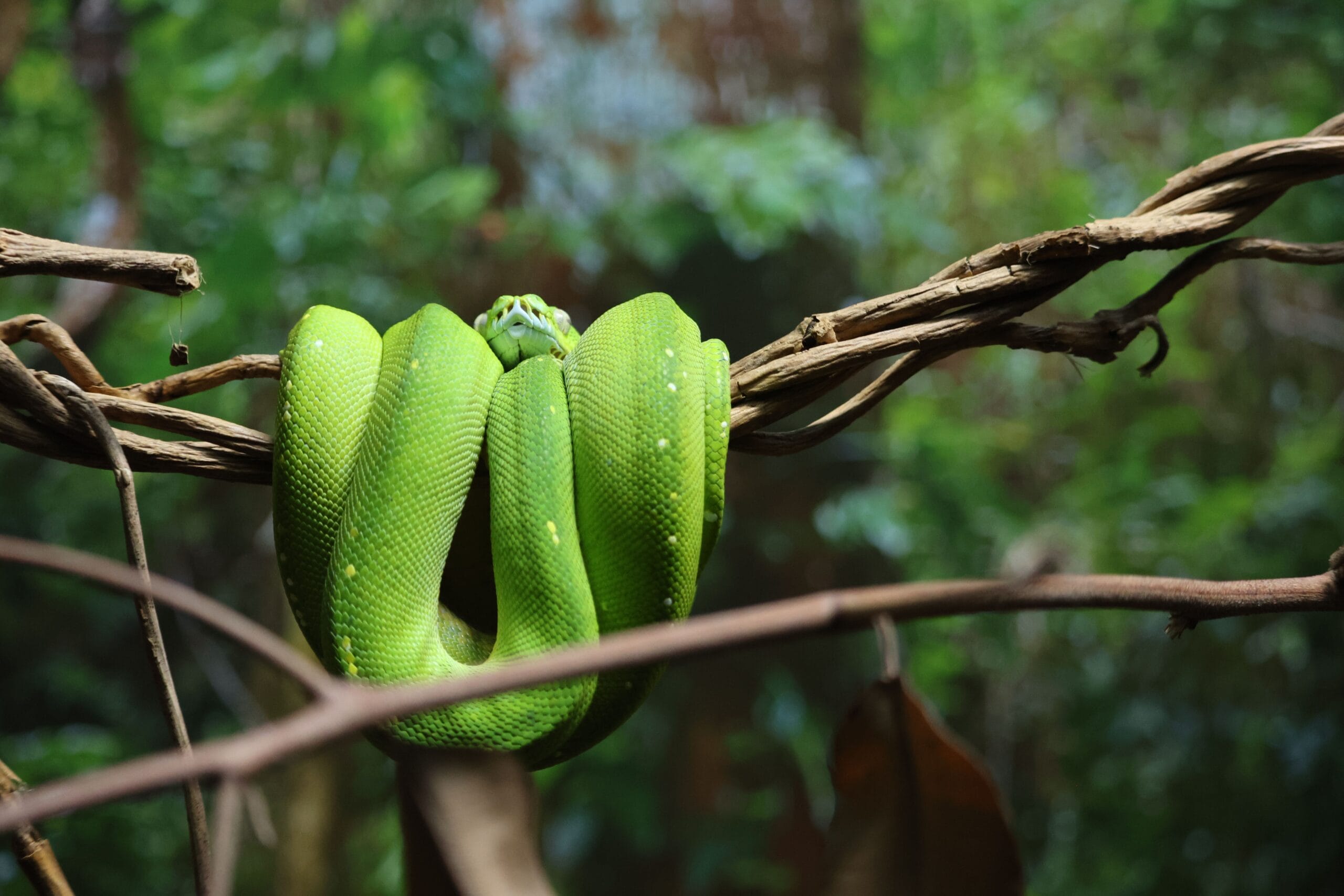 Vivid close-up of a green tree python coiled on a branch in the rainforest.