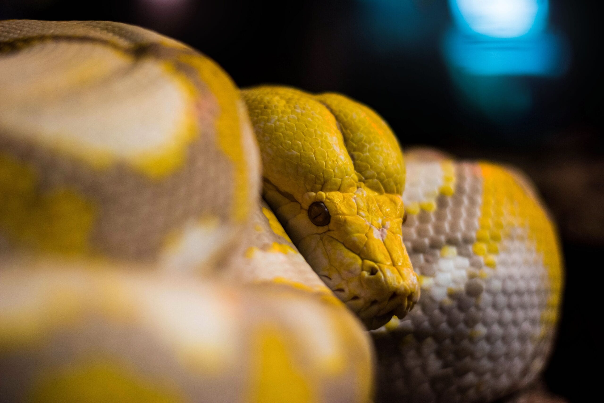 Close-up of a vibrant yellow python coiled with textured scales in vibrant light.