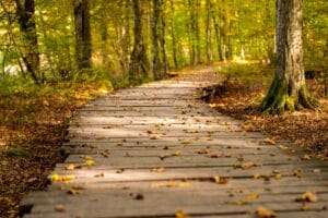 A tranquil wooden pathway winds through a vibrant autumn forest, covered in fallen leaves.