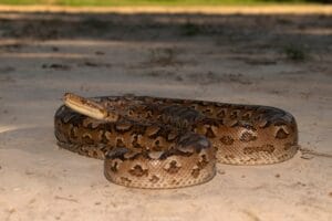 Close view of a python resting on sandy terrain outdoors in natural habitat.