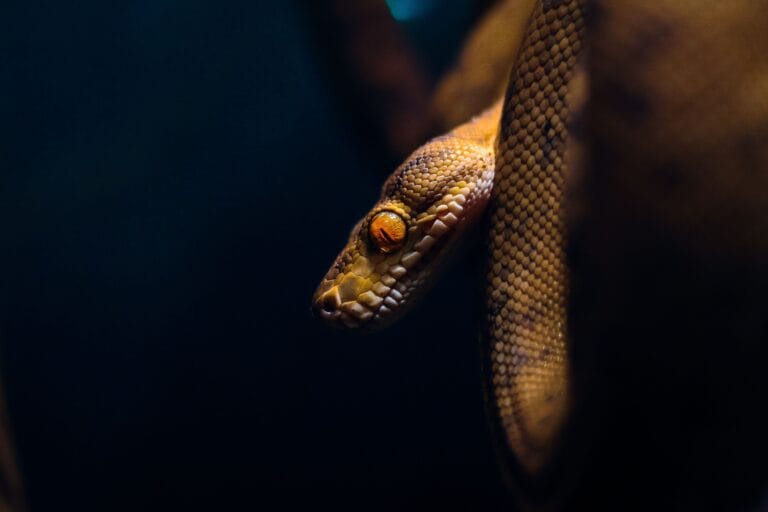 Close-up of a python snake coiled in darkness, showcasing its scales and eyes.