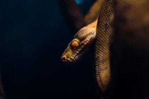 Close-up of a python snake coiled in darkness, showcasing its scales and eyes.