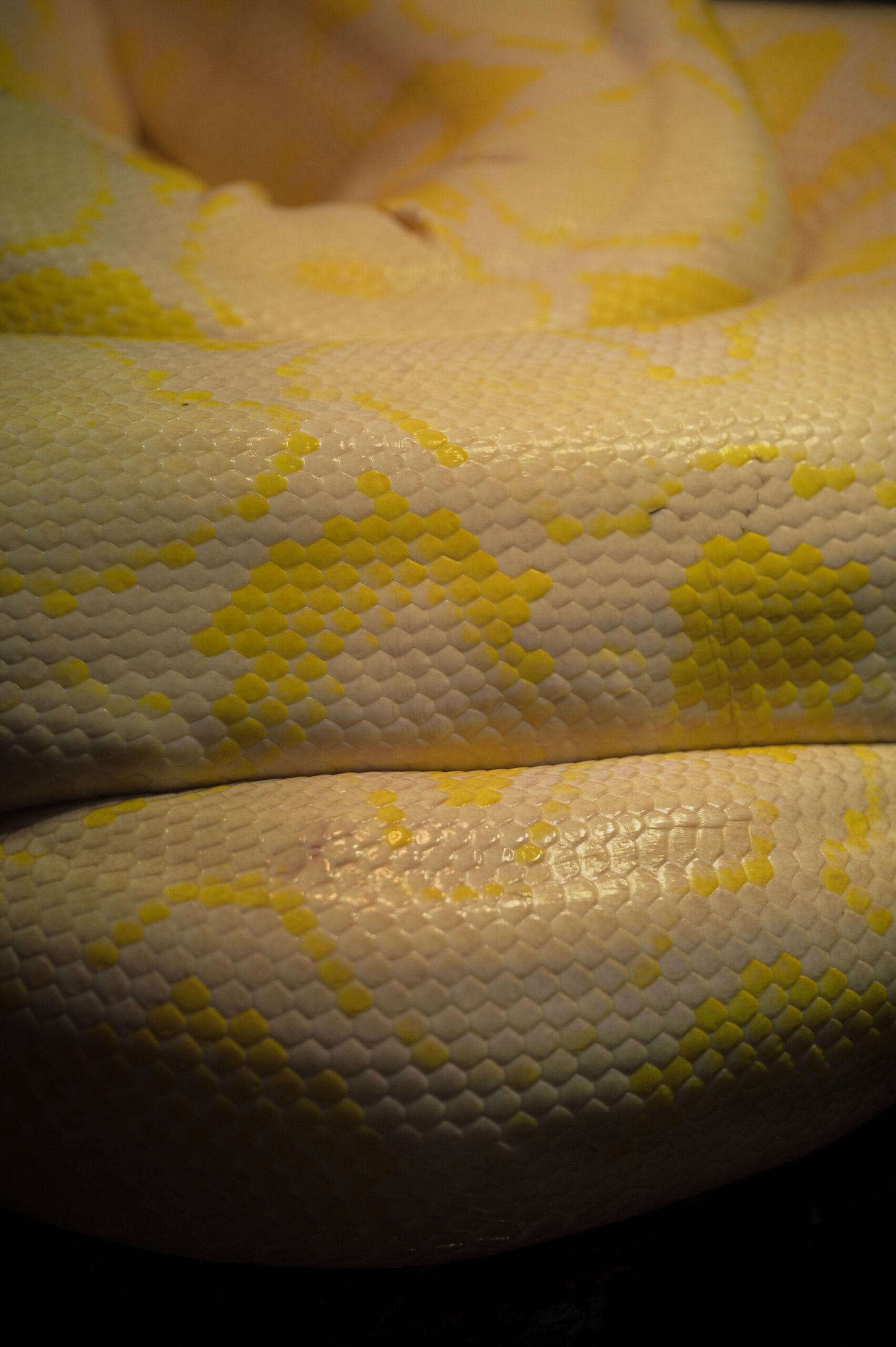 Detailed close-up of yellow and white albino python scales, capturing texture and pattern.